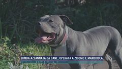 Bimba azzannata da cane, operata a zigomo e mandibola