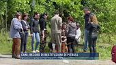 Cani, record di restituzioni di pitbull
