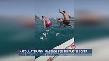Napoli, attirano i gabbiani per tuffarcisi sopra