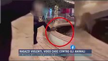 Alberobello, gatto annegato, video social choc
