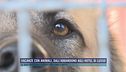Vacanze con animali, dall'abbandono agli hotel di lusso