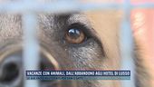 Vacanze con animali, dall'abbandono agli hotel di lusso