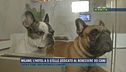 Milano, dall'hotel di lusso per cani e gatti