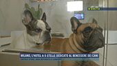 Milano, dall'hotel di lusso per cani e gatti
