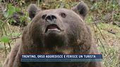 Trentino, orso aggredisce e ferisce un turista