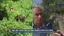 Dro, aggressione dell'orso, parla l'esperto