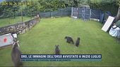 Dro, le immagini dell'orso avvistato a inizio luglio