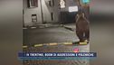 Orso in Trentino, l'avvistamento per strada a Malè
