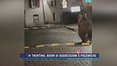 Orso in Trentino, l'avvistamento per strada a Malè