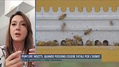 Punture insetti, quando possono essere fatali per l'uomo?
