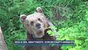 Orsa di Dro, abbattimento: scontro Fugatti-animalisti
