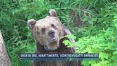 Orsa di Dro, abbattimento: scontro Fugatti-animalisti