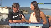 Strage di pesci uccisi dal caldo