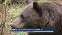 Trento, localizzata e uccisa l'orsa KJ1