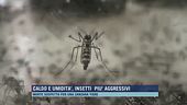 Caldo e umidità, insetti più aggressivi