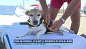 Cani in spiaggia, sì o no? La polemica in riva al mare