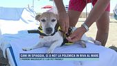 Cani in spiaggia, sì o no? La polemica in riva al mare
