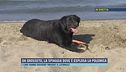 Da Grosseto, la spiaggia dove è esplosa la polemica
