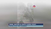 Torino, raffiche di vento e alberi piegati