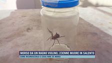 Morso da un ragno violino, 23enne muore in Salento
