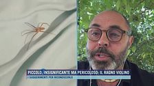 Allarme ragno violino: i sintomi e come riconoscerlo