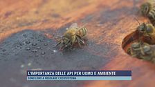 L'importanza delle api per uomo e ambiente