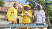L'importanza delle api anche nelle città