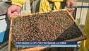 Proteggere le api per proteggere la Terra