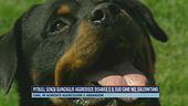 Pitbull senza guinzaglio aggredisce disabile e il suo cane nel salernitano