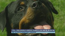 Pitbull senza guinzaglio aggredisce disabile e il suo cane nel salernitano
