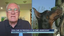 Cosa fare in presenza di un cane aggressivo?