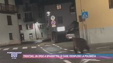 Trentino, un orso a spasso tra le case: riesplode la polemica
