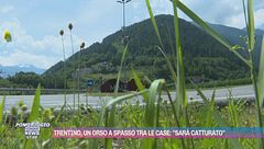 Trentino, un orso a spasso tra le case: "Sarà catturato"