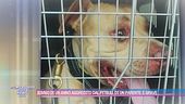 Bimbo di un anno aggredito dal pitbull di un parente: è grave
