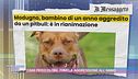 Cani pericolosi, 70mila aggressioni all'anno