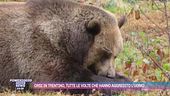 Orsi in Trentino, tutte le volte che hanno aggredito l'uomo