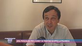 Orsi pericolosi per l'uomo? In Trentino scoppia la polemica