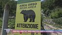 Trentino, l'orsa "KJ1" verrà abbattuta: scoppia la polemica
