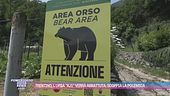 Trentino, l'orsa "KJ1" verrà abbattuta: scoppia la polemica