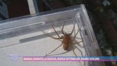 Morsa durante la doccia, nuova vittima del ragno violino