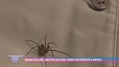 Ragno violino, ancora un caso: uomo ricoverato a Napoli