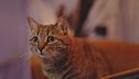 Ep. 3 - Come prendersi cura del proprio gatto