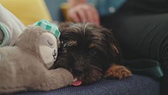 Ep. 4 - Come accogliere un cucciolo in casa