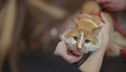 Ep. 8 - Aiuto, il mio gatto non si fa toccare