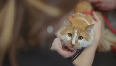 Ep. 8 - Aiuto, il mio gatto non si fa toccare