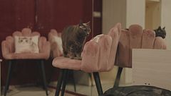 Ep. 11 - Come gestire il gatto che vive in casa