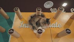 Ep. 13 - Il mio gatto è un acrobata