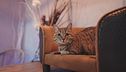 Ep. 14 - Come Cane&Gatto