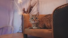 Ep. 14 - Come Cane&Gatto