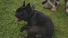 Il prurito nei cani